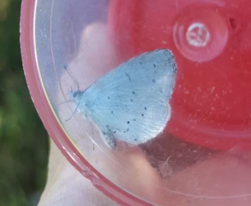 Celastrina argiolus